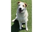 Adopt Sammy a Great Pyrenees / Mixed Breed (Medium) / Mixed dog in Pittsfield