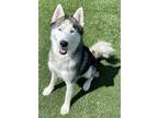 Adopt Sarge a Siberian Husky / Mixed dog in Pittsfield, IL (38027342)