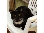 Adopt Bingo a Black & White or Tuxedo Domestic Shorthair (short coat) cat in