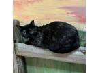 Adopt Alma a Black (Mostly) Domestic Shorthair (short coat) cat in Jackson