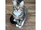 Adopt Darling INDOOR ONLY a Domestic Short Hair