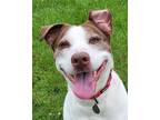 Adopt Maeve a Brown/Chocolate - with White Pointer / Mixed dog in Grayslake