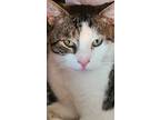 Adopt Alex a Brown Tabby Domestic Shorthair (short coat) cat in