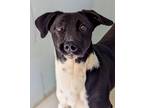 Adopt Shep a Black - with White Border Collie / Mixed dog in Sautee