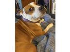 Adopt Mya a Beagle, Pit Bull Terrier