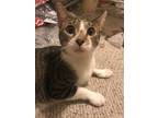 Adopt Python a Brown Tabby Domestic Shorthair (short coat) cat in Houston