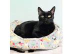 Adopt Avery a All Black Domestic Shorthair / Domestic Shorthair / Mixed cat in