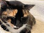 Adopt Sassafras a Calico