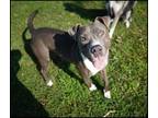 Adopt Jax a Gray/Blue/Silver/Salt & Pepper American Pit Bull Terrier / Mixed dog