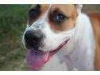 Adopt Reisen a Boxer, American Staffordshire Terrier