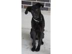 Adopt Skye a Labrador Retriever, German Shepherd Dog