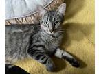 Adopt Jasmine a Domestic Short Hair