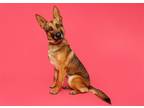 Adopt Rhonda a Mixed Breed (Large) / Mixed dog in Durham, NC (37952832)