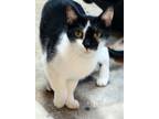 Adopt Elizabeth her Majesty a Turkish Van