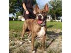 Adopt Elsa WM a Brindle Plott Hound / Boxer / Mixed dog in St Louis