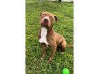 Adopt BITSIE a Staffordshire Bull Terrier, Mixed Breed