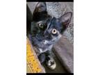 Adopt Willow a American Shorthair