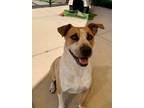 Adopt Poppet a Pit Bull Terrier / Mixed dog in Norman, OK (37935162)