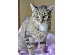 Adopt Aspen a Gray or Blue Domestic Shorthair / Domestic Shorthair / Mixed cat