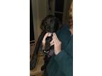 Adopt Razzle a Hound, Labrador Retriever