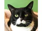 Adopt Caramello - Adoption Pending a Black & White or Tuxedo Domestic Shorthair