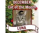 Adopt Luna RM a Brown Tabby Domestic Shorthair / Mixed (short coat) cat in