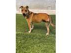 Adopt Dottie a Carolina Dog / Mixed dog in Tehachapi, CA (37885122)