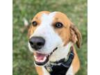 Adopt Sandy a Treeing Walker Coonhound, Mixed Breed