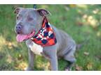 Adopt Hercules a Gray/Blue/Silver/Salt & Pepper American Staffordshire Terrier /
