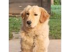 Adopt Izzy a Golden Retriever