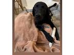 Adopt PHEOBE a Black Labrador Retriever / Mixed dog in Chico, CA (37837703)