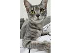 Adopt Patsy a Gray or Blue Domestic Shorthair / Mixed (short coat) cat in