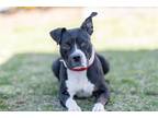 Adopt Stevie a Black - with White American Staffordshire Terrier / Mixed dog in