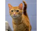 Adopt Orman a Domestic Shorthair / Mixed (short coat) cat in South Bend