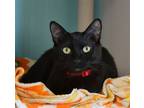 Adopt April a All Black Domestic Shorthair / Mixed (short coat) cat in Seal