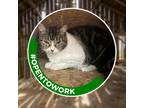 Adopt Turnip (working Cat) a Domestic Shorthair / Mixed cat in Birdsboro