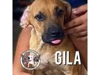 Adopt Gila River a Tan/Yellow/Fawn - with Black Labrador Retriever dog in Twin
