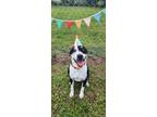 Adopt Romie a American Pit Bull Terrier / Mixed Breed (Medium) / Mixed dog in