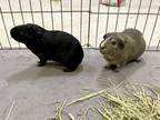 Adopt Grady a Silver or Gray Guinea Pig / Mixed small animal in Washington