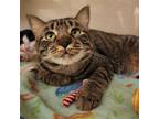 Adopt Zinny a Brown Tabby Domestic Shorthair / Mixed (short coat) cat in