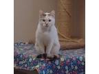 Adopt Sassy a Domestic Shorthair / Mixed cat in Osage Beach, MO (38016359)