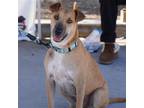 Adopt Dewdrop - Adopted! a Smooth Fox Terrier / Whippet / Mixed dog in San