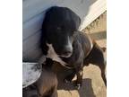 Adopt Jack a Labrador Retriever / Mixed dog in Denton, TX (37939961)