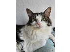 Adopt Thumper 1635 a Domestic Longhair / Mixed cat in Vista, CA (37931929)