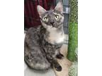 Adopt Maple 3909 a Domestic Shorthair / Mixed cat in Vista, CA (38000191)