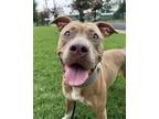 Adopt Thiccaroni & Cheese - In Foster a American Pit Bull Terrier / Mixed dog in