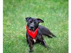Adopt Sam I Am a Black Labrador Retriever / American Staffordshire Terrier /
