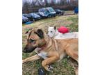 Adopt Lennon & Lainey a Anatolian Shepherd, Husky