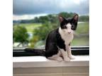 Adopt Prosciutto a Domestic Shorthair / Mixed cat in Camden, SC (37953152)