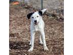 Adopt Jules * I am in a foster to adopt home! * a Mixed Breed